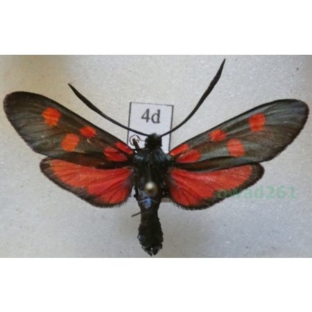 Zygaena angelicae Ochsenheimer, 1808 Kraśnik dzięgielowiec Slovakia4d